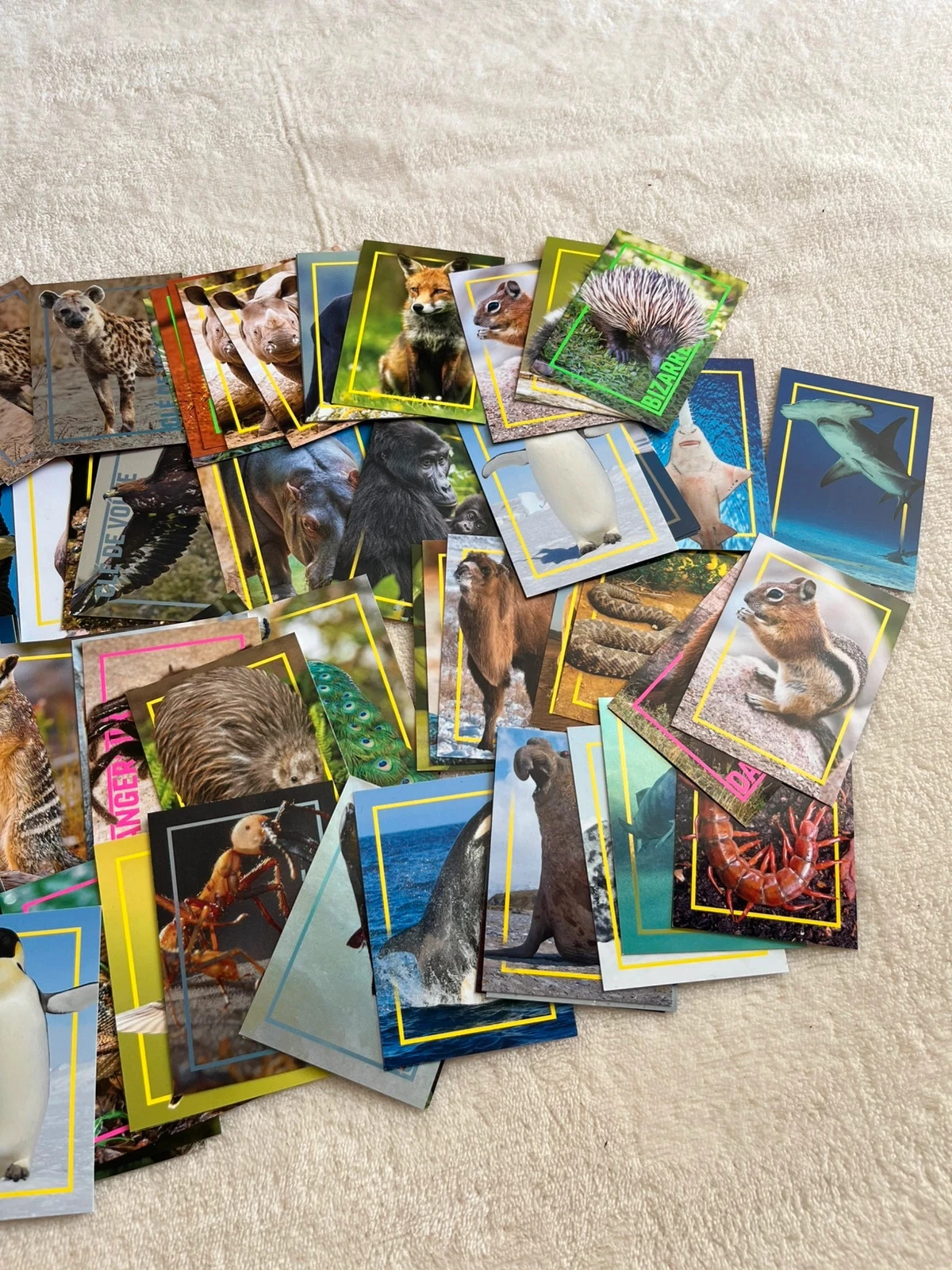 set nationale geografie dierenkaarten 🐾🌍 – photo 3